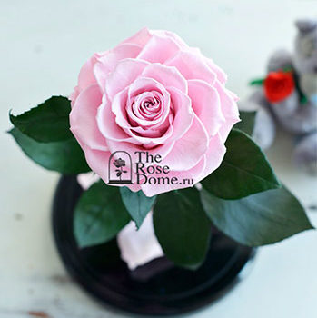 №8 premium Нежно-розовая роза в колбе2.340 руб.
