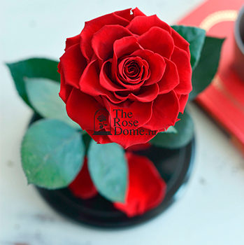№11 premium Бордовая роза в колбе2.340 руб.